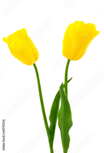 Fototapeta Naklejka Na Ścianę i Meble -  Yellow tulips isolated