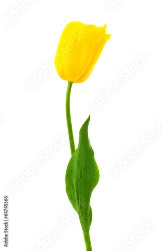 Fototapeta Naklejka Na Ścianę i Meble -  Yellow tulips isolated