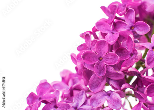 Fototapeta Naklejka Na Ścianę i Meble -  lilac closeup