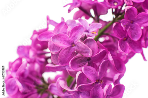 lilac closeup