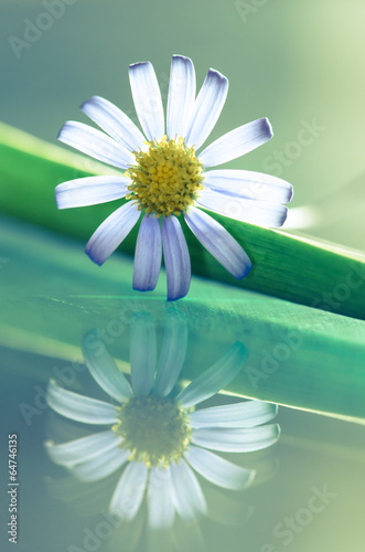 Fototapeta Naklejka Na Ścianę i Meble -  white daisy flower