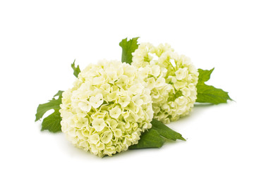 Leinwandbilder Hortensie Weiße Hortensie mit grünen Blättern  © ksena32