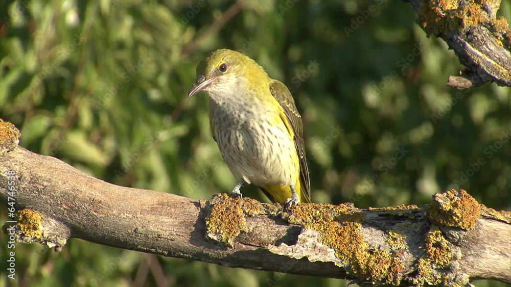 Exotic bird perched on branch. Golden oriole perched on tree. Exotic bird perched on branch. Golden oriole perched on tree.
