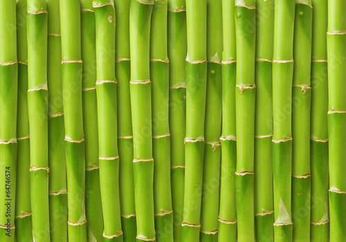 green bamboo background #64746574