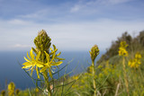 Yellow flower on the promontory of Circeo, Italy.