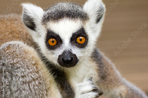 Close-up of a young ring-tailed lemur © corlaffra