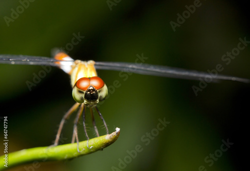 Close-up of a red-tailed dragonfly, Borneo © corlaffra