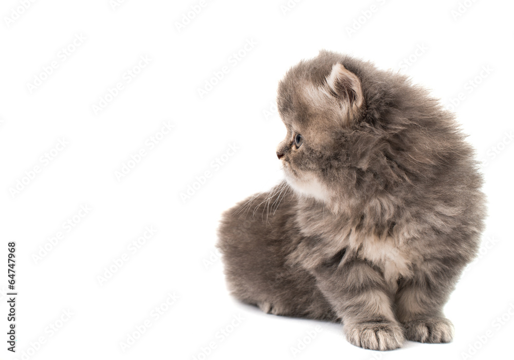 Obraz premium little fluffy kitten