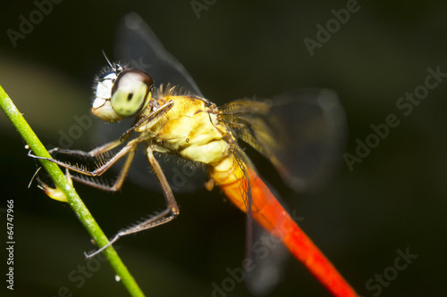 Close-up of a red-tailed dragonfly, Borneo © corlaffra