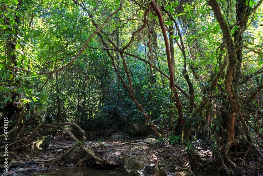 Dense jungle Dense jungle