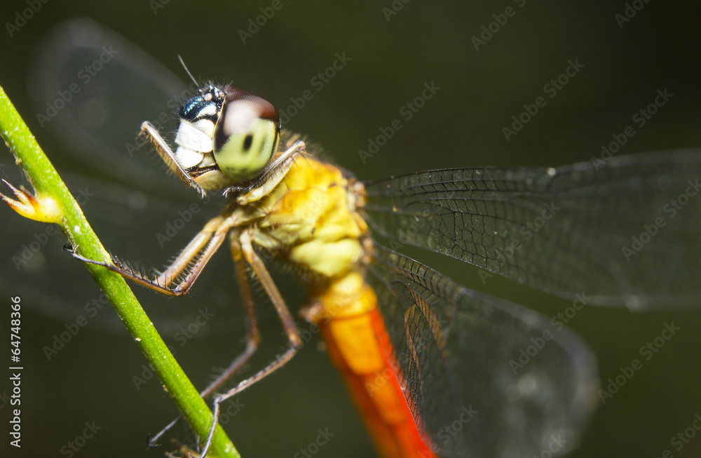 Close-up of a red-tailed dragonfly, Borneo Close-up of a red-tailed dragonfly, Borneo