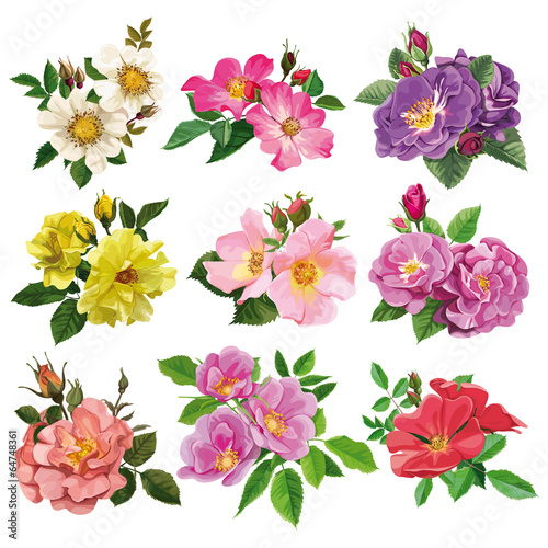 set of colorful flowers of wild rose