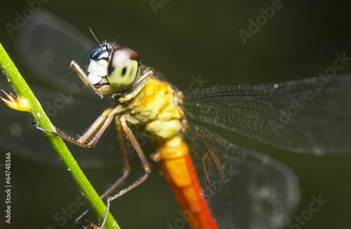 Close-up of a red-tailed dragonfly, Borneo © corlaffra