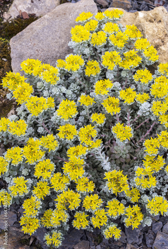 Sedum spathulifolium 'Cape Blanco' photo