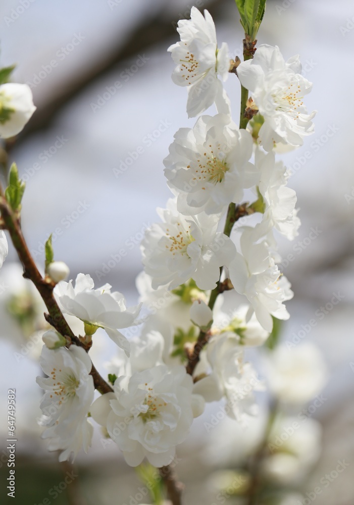 桃の花　　寒白