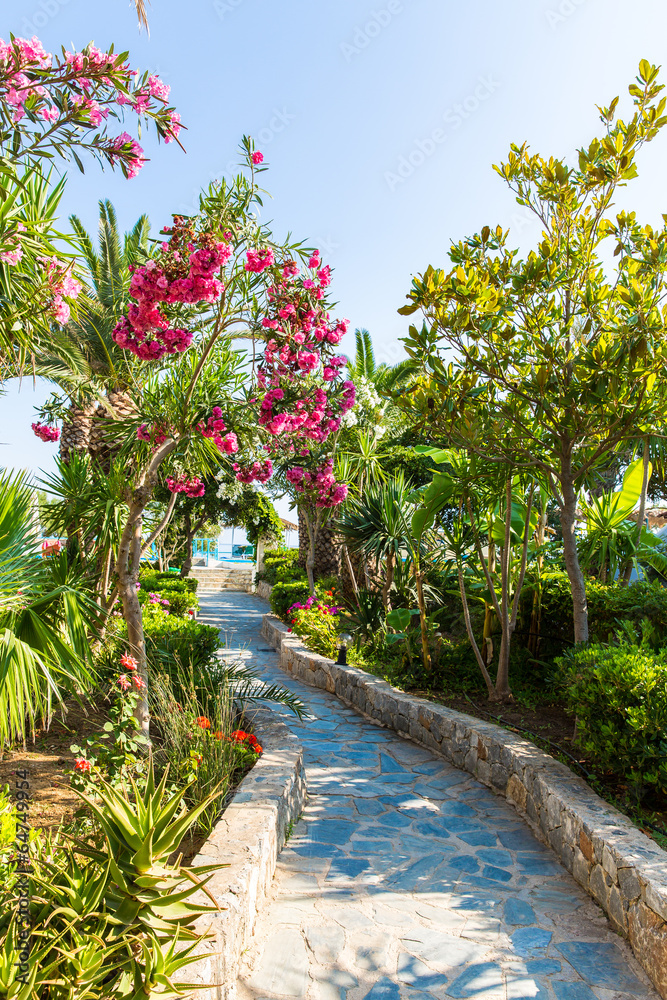 Naklejka premium Pink flowers in Kavros village,Crete,Greece.