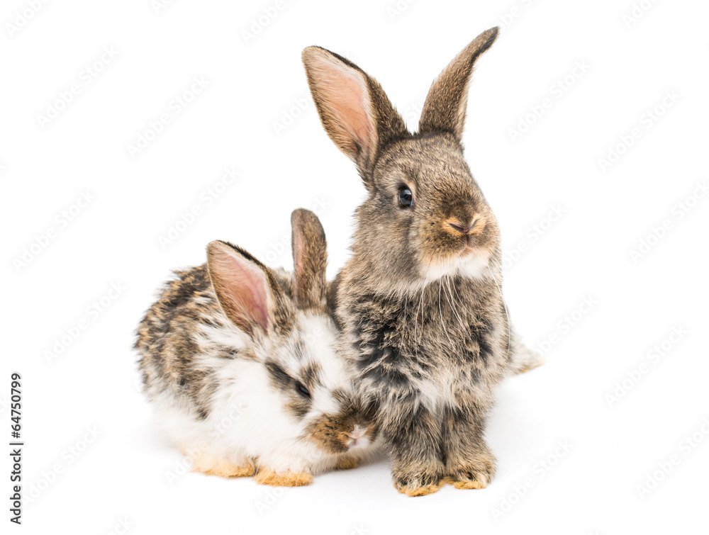 Obraz premium little rabbits