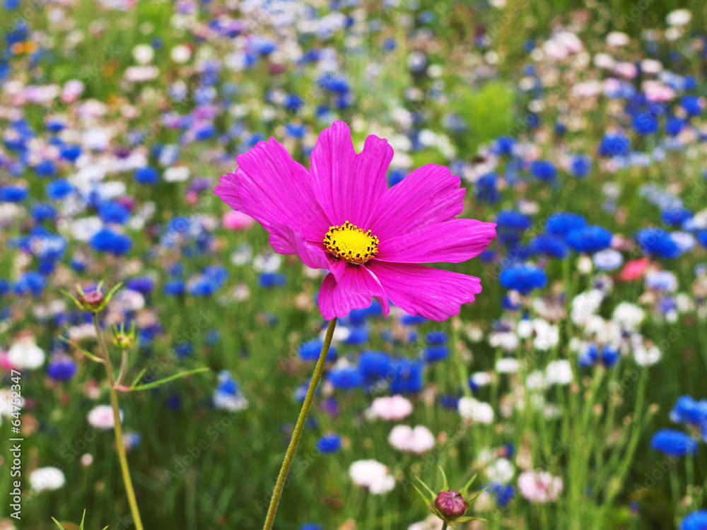 Kornblume Kornblume