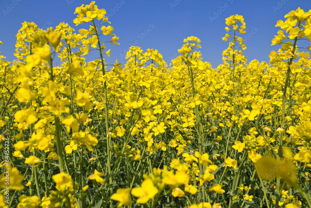 Rapsfeld Rapsfeld