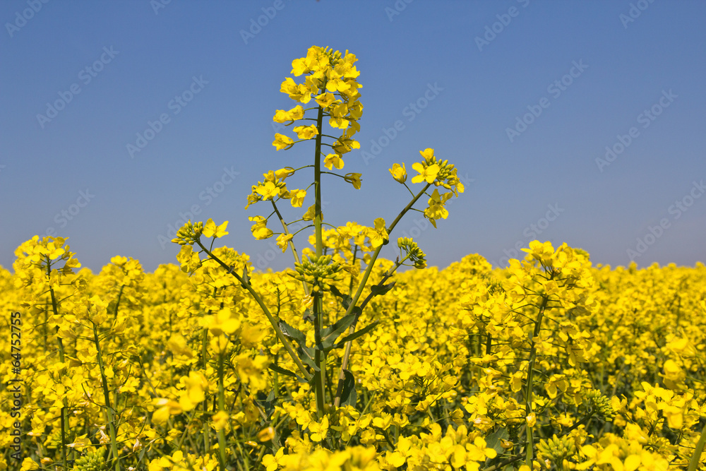 Rapsfeld Rapsfeld