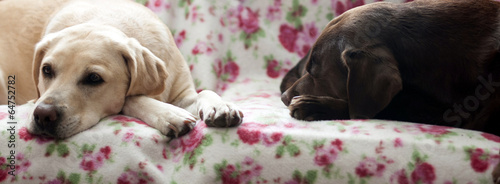 Photography sleeping dogs