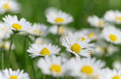 Daisy flowers © Marek Walica
