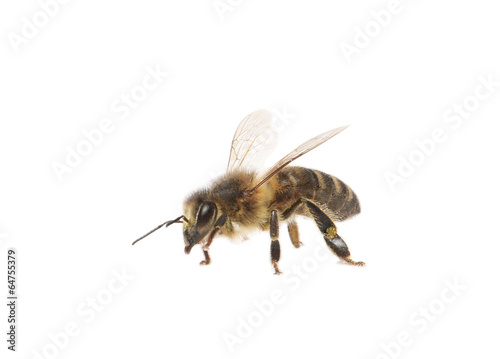 abeille © guy