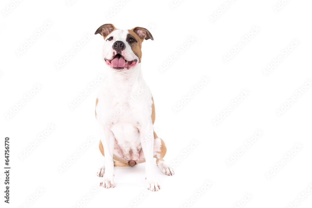 American Staffordshire Terrier on a white background