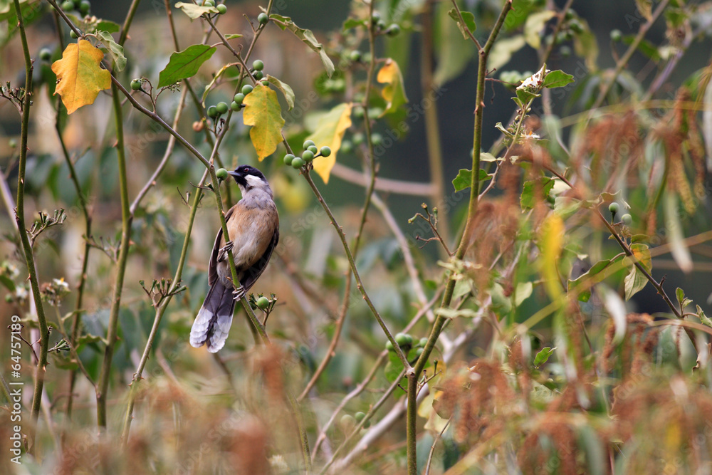 Obraz premium White-cheeked Laughingthrush (Garrulax vassali) in South Vietnam