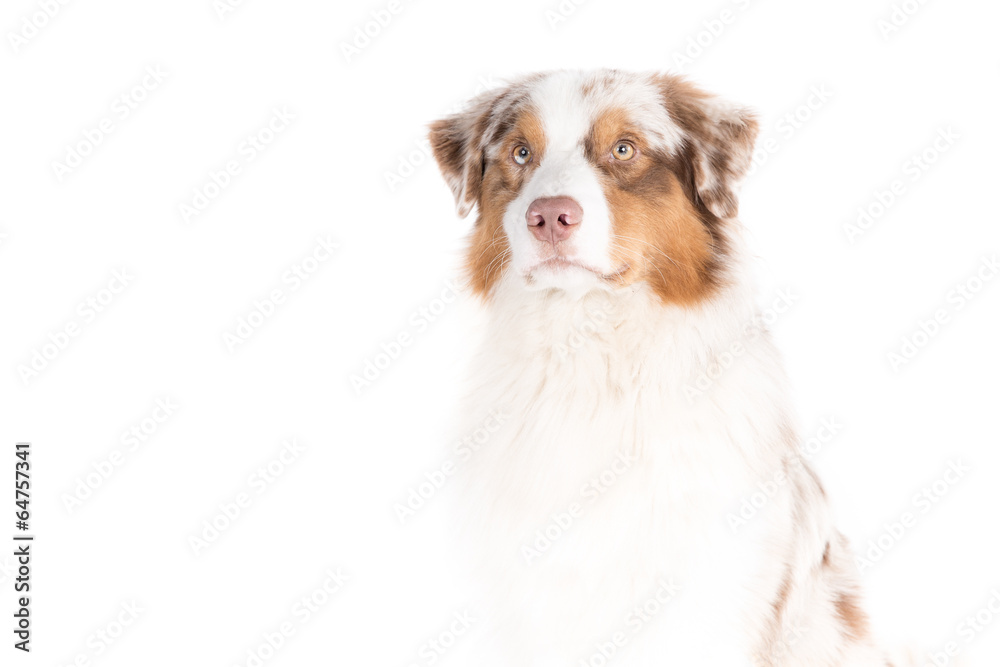 Australian Shepherd dog on a white background