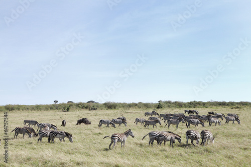 Herd of zebras in Savannah