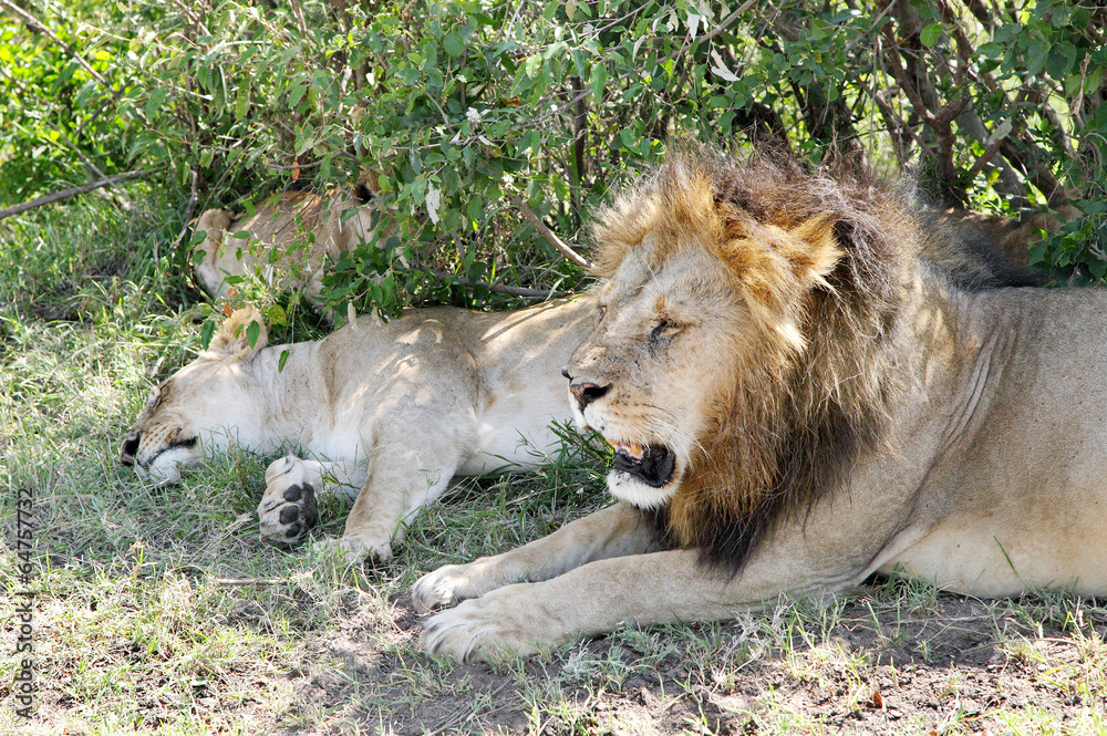 Closeup of a lion and lioness ralaxing Closeup of a lion and lioness ralaxing