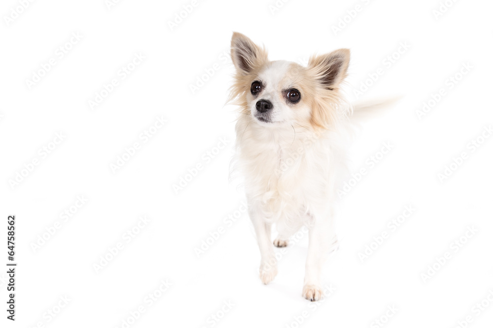 Chihuahua dog on a white background Chihuahua dog on a white background