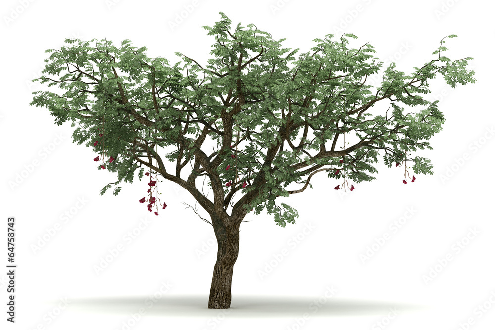 Obraz premium Single Ucla Tree