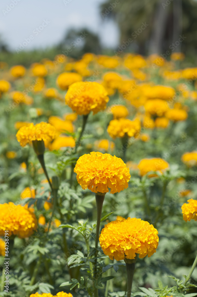Marigold. Marigold.