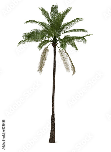 Single Palm Tree