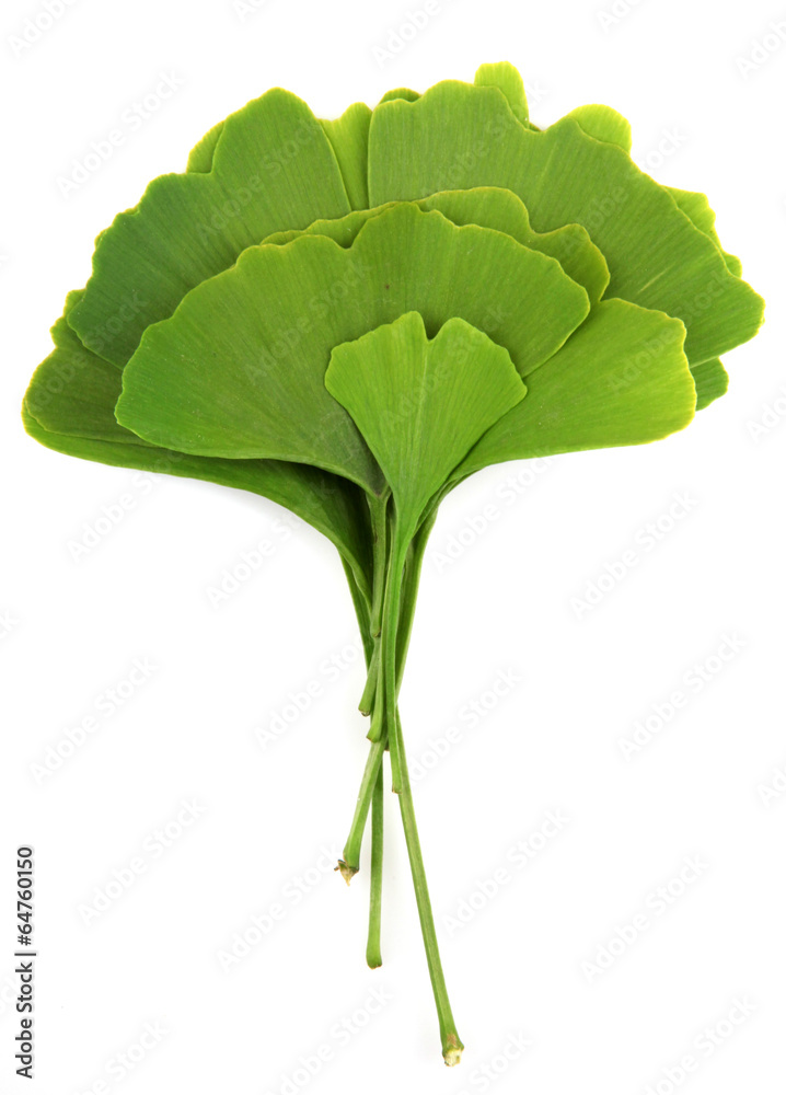 ginkgo biloba leaves isolated on white background ginkgo biloba leaves isolated on white background