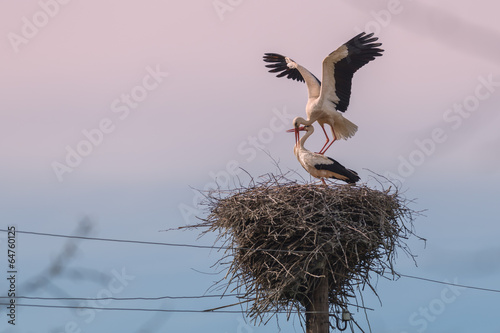 stork photo