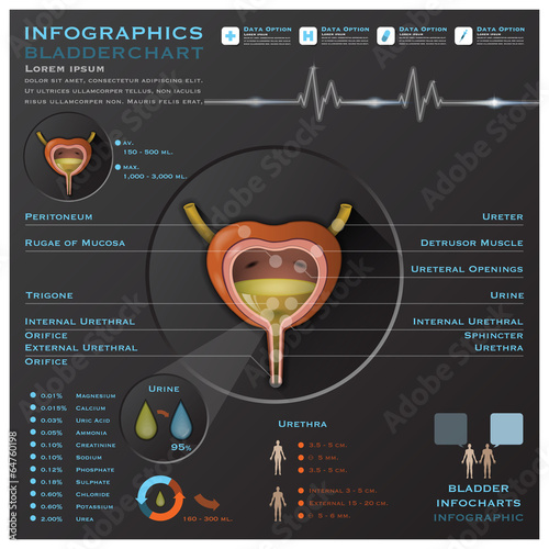 Bladder And Urine Medical Infographic Infochart