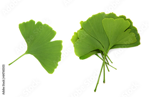 Wallpaper Mural ginkgo biloba leaves isolated on white background Torontodigital.ca