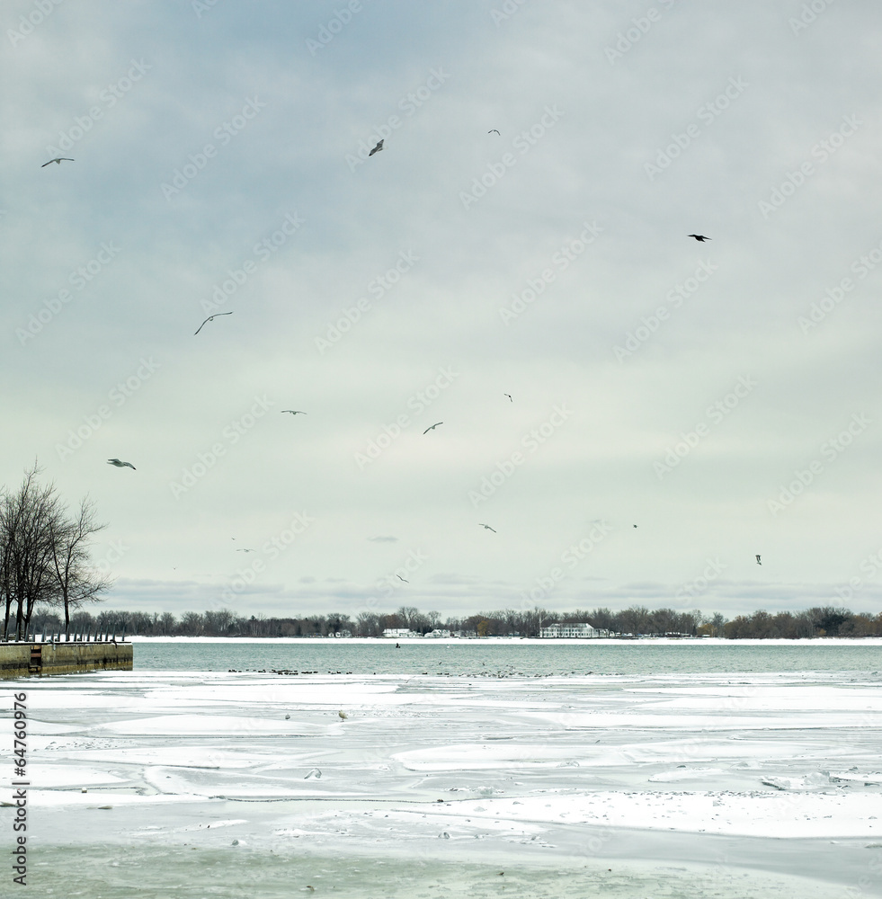 Birds flying over a frozen sea, Orangeville, Dufferin County, On