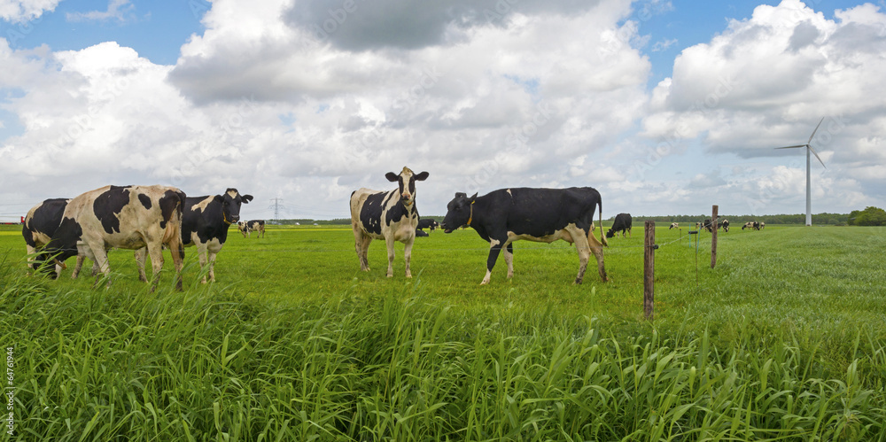 custom made wallpaper toronto digitalCows grazing in a meadow in spring