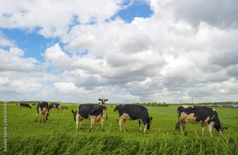 Cows grazing in a meadow in spring Cows grazing in a meadow in spring