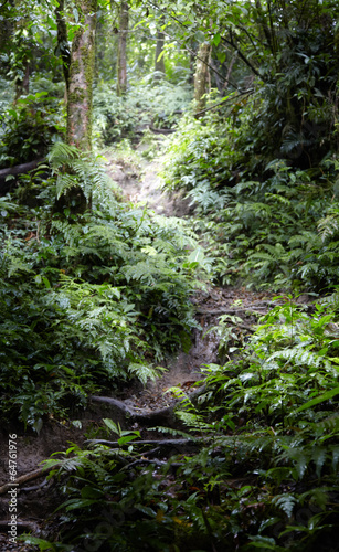 Trees in a forest, Costa Rica