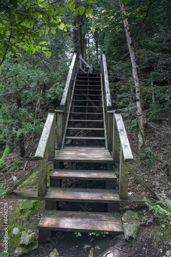 Staircase in a forest, Tobermory, Ontario, Canada