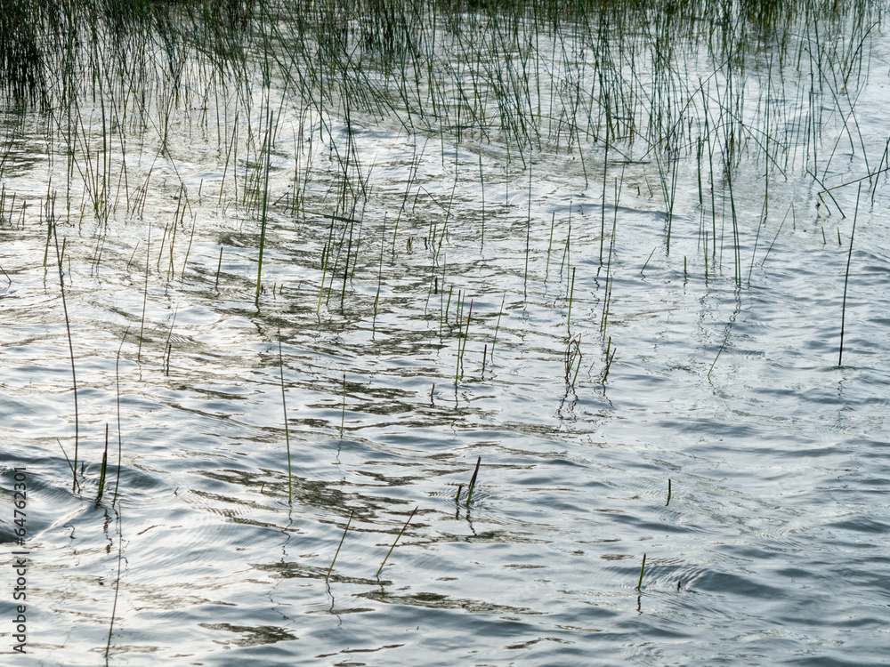 Obraz premium Reeds in a pond