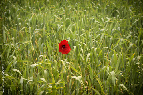 Lone Red poppy on green field