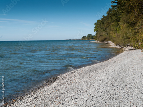 Trees on the coast