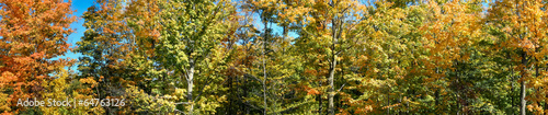 Fototapeta Naklejka Na Ścianę i Meble -  Autumn trees in a park