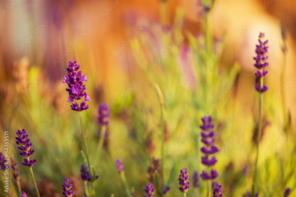 Fototapeta premium sunrise flowers closeup